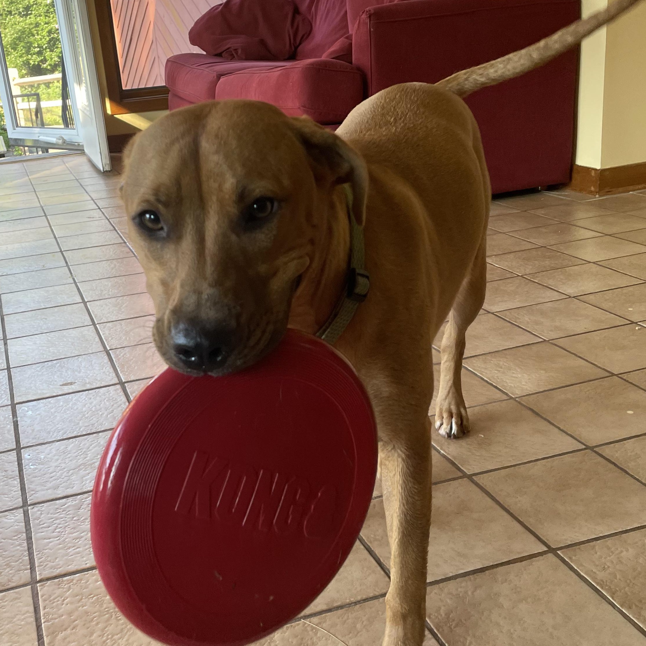 Enlarge Mae, a ADOPTABLE mixed breed in Bethel, CT image 2/6