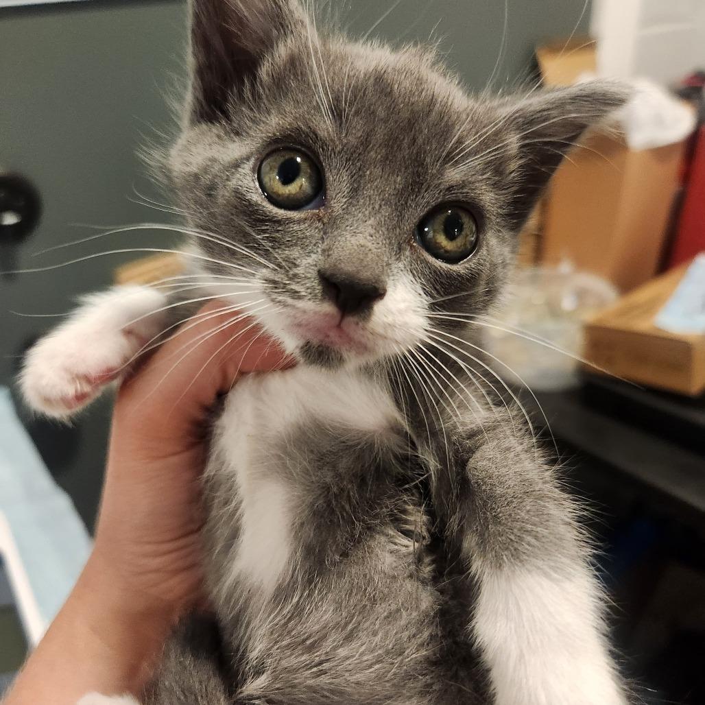 Thor, Adoptable, Kitten Male Domestic Short Hair.