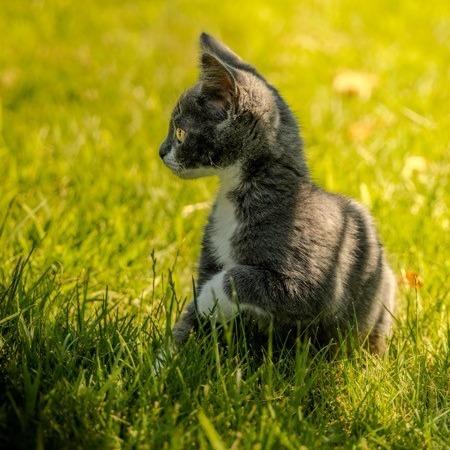 Enlarge Thor, a Adoptable Domestic Short Hair in Talent, OR image 2/6