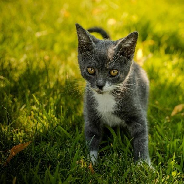 Enlarge Thor, a Adoptable Domestic Short Hair in Talent, OR image 3/6