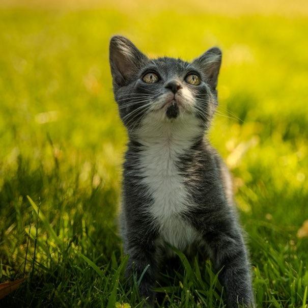 Enlarge Thor, a Adoptable Domestic Short Hair in Talent, OR image 4/6