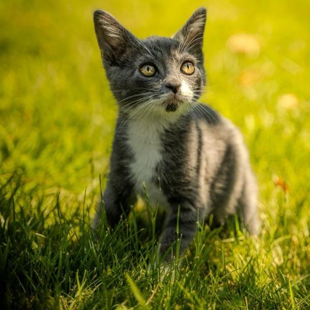 Enlarge Thor, a Adoptable Domestic Short Hair in Talent, OR image 5/6