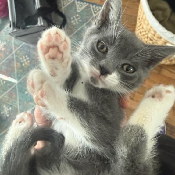 Enlarge Thor, a Adoptable Domestic Short Hair in Talent, OR image 6/6