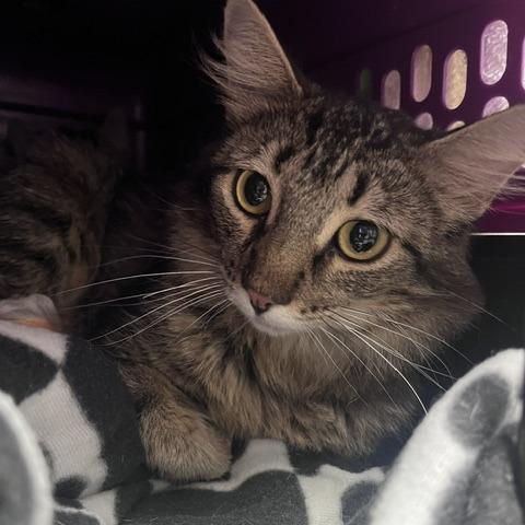 Minocqua, Adoptable, Young Female Domestic Medium Hair.