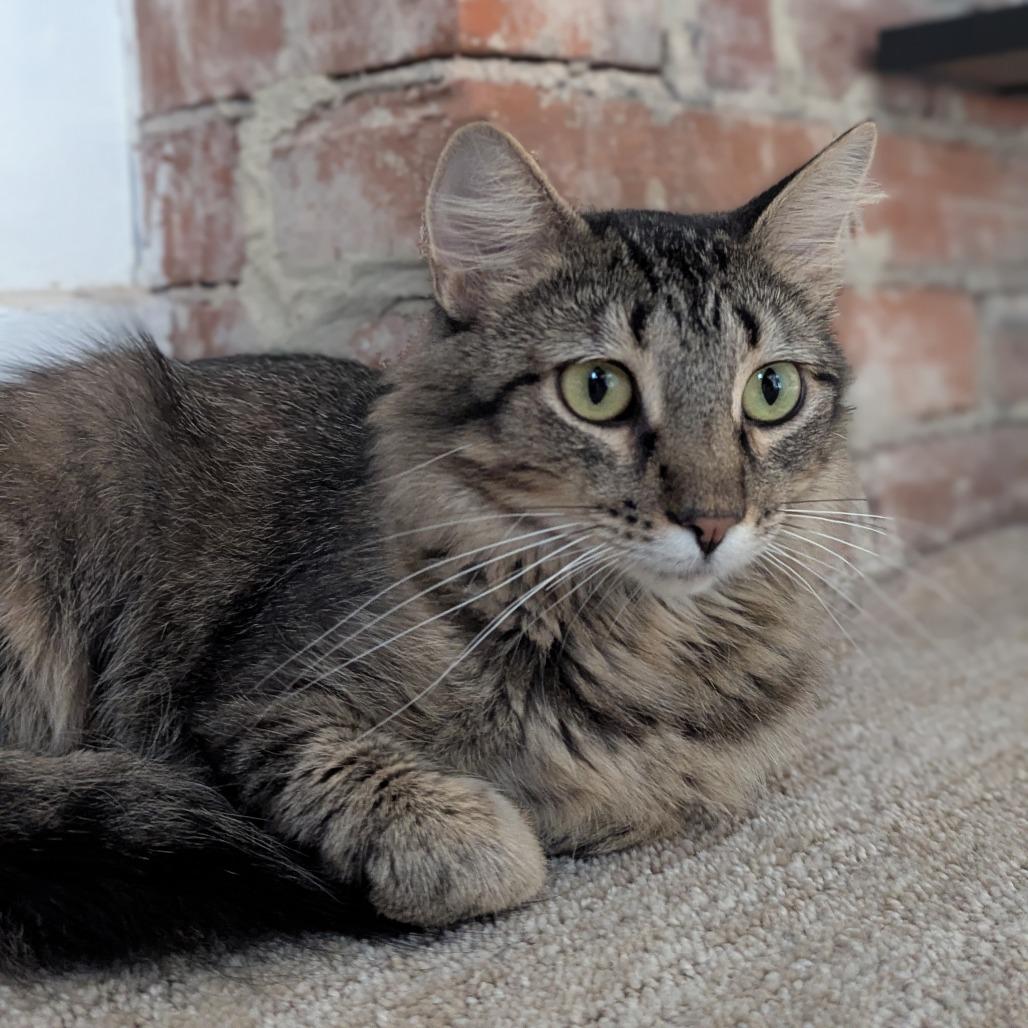 Minocqua, a Adoptable Domestic Medium Hair in St. Louis, MO image 2/5