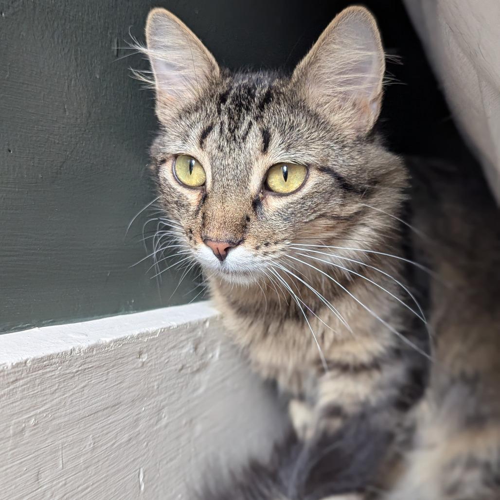 Minocqua, a Adoptable Domestic Medium Hair in St. Louis, MO image 3/5