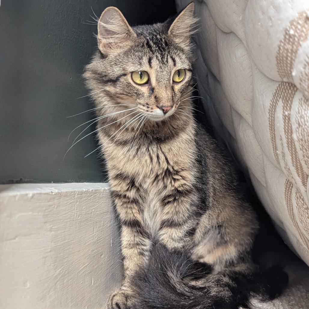 Minocqua, a Adoptable Domestic Medium Hair in St. Louis, MO image 4/5