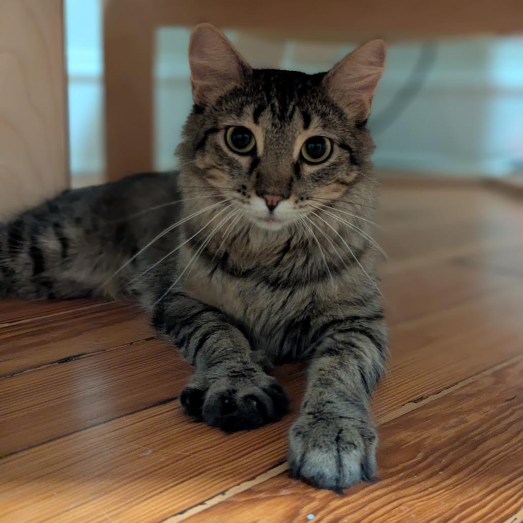 Minocqua, a Adoptable Domestic Medium Hair in St. Louis, MO image 5/5
