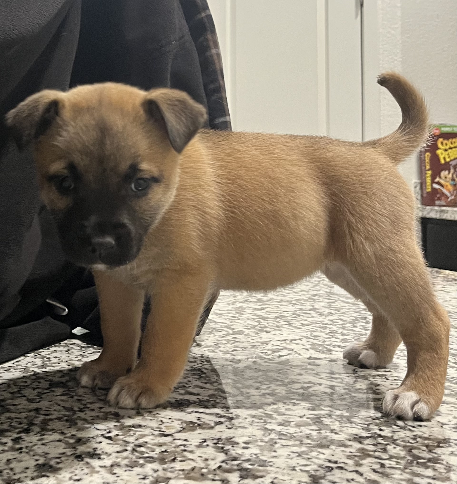 Enlarge Akira, a Adopted mixed breed in Lodi, CA image 1/2