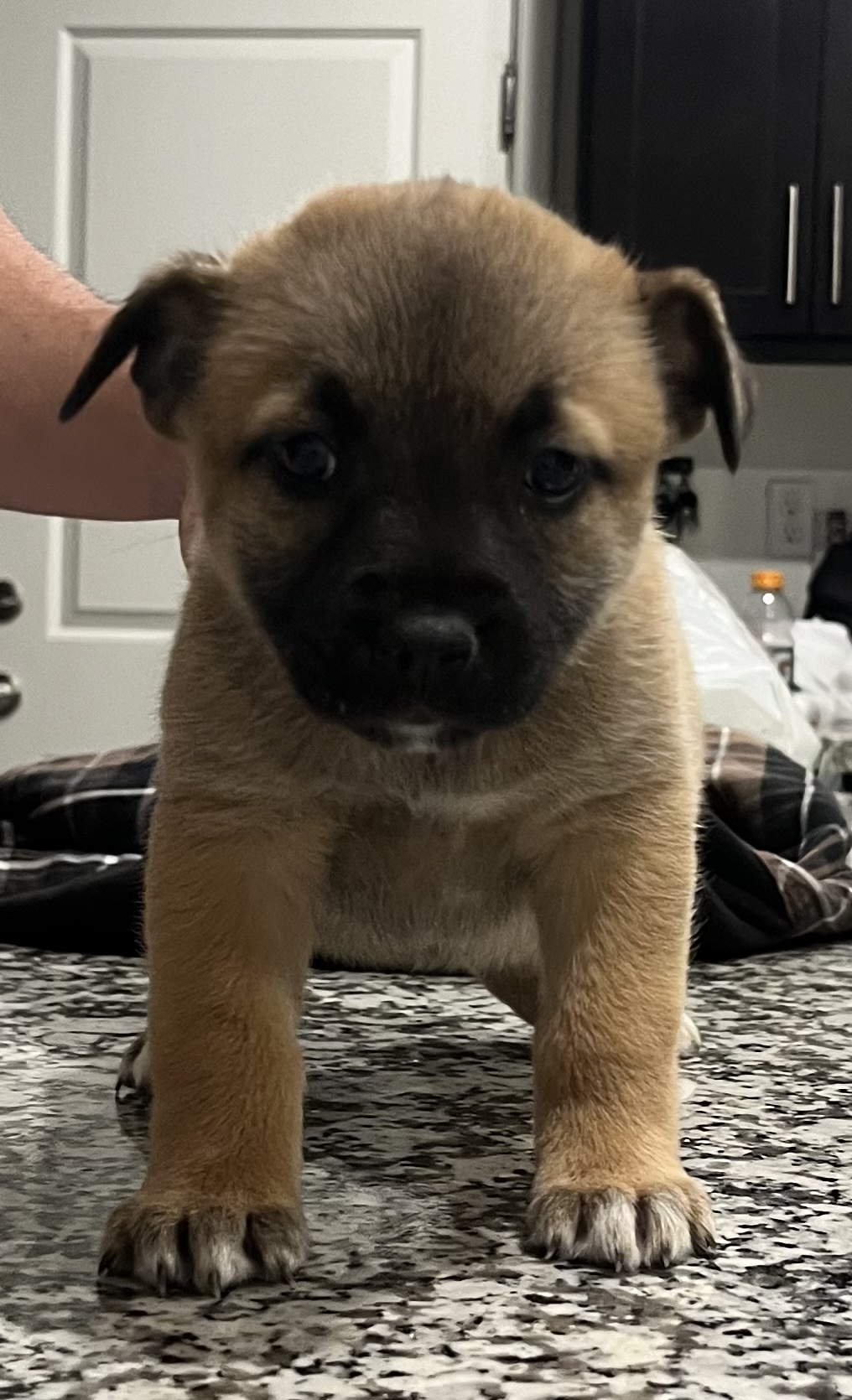 Enlarge Akira, a Adopted mixed breed in Lodi, CA image 2/2