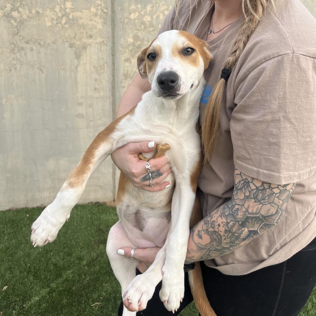 Enlarge Giraffe, a Adoptable Mixed Breed in Fredericksburg, TX image 1/6
