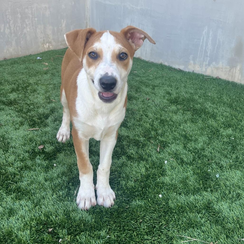 Enlarge Giraffe, a Adoptable Mixed Breed in Fredericksburg, TX image 2/6