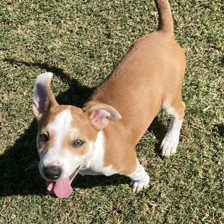 Enlarge Giraffe, a Adoptable Mixed Breed in Fredericksburg, TX image 3/6
