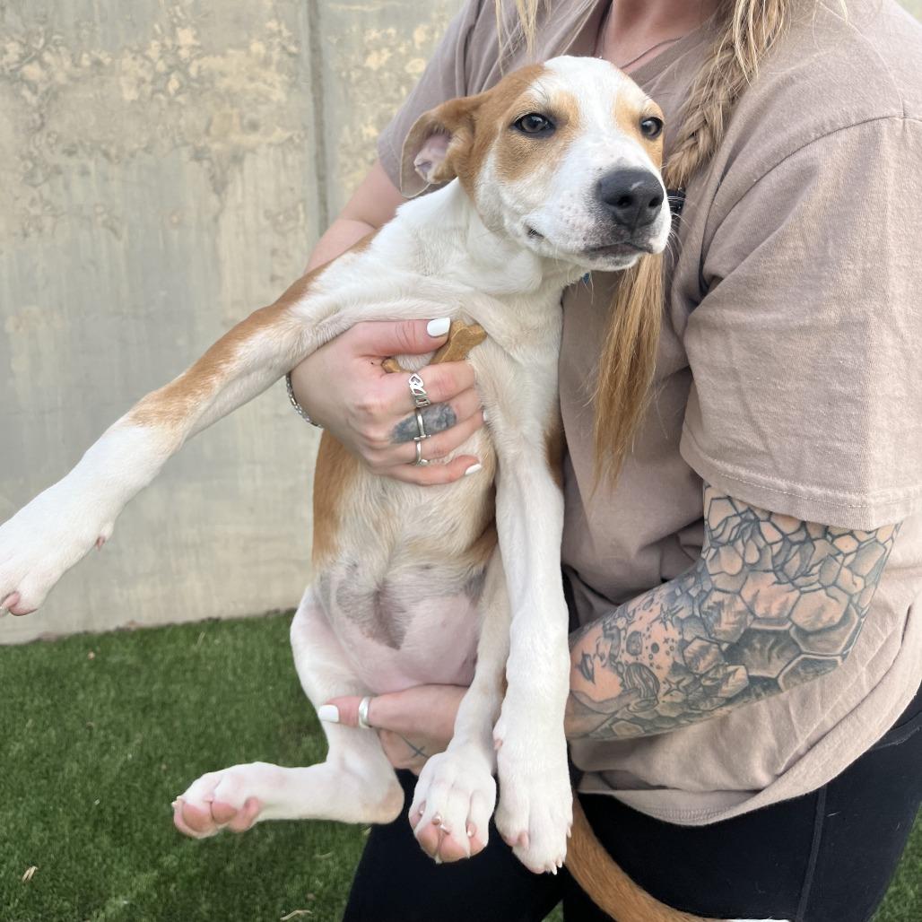 Enlarge Giraffe, a Adoptable Mixed Breed in Fredericksburg, TX image 4/6