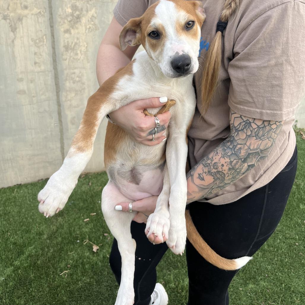 Enlarge Giraffe, a Adoptable Mixed Breed in Fredericksburg, TX image 5/6