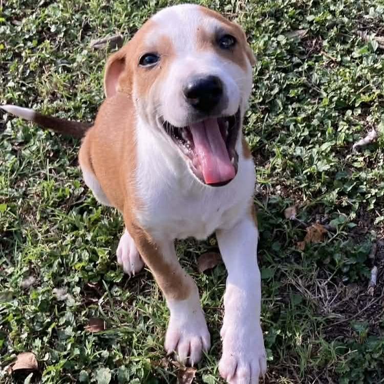 Enlarge Giraffe, a Adoptable Mixed Breed in Fredericksburg, TX image 6/6