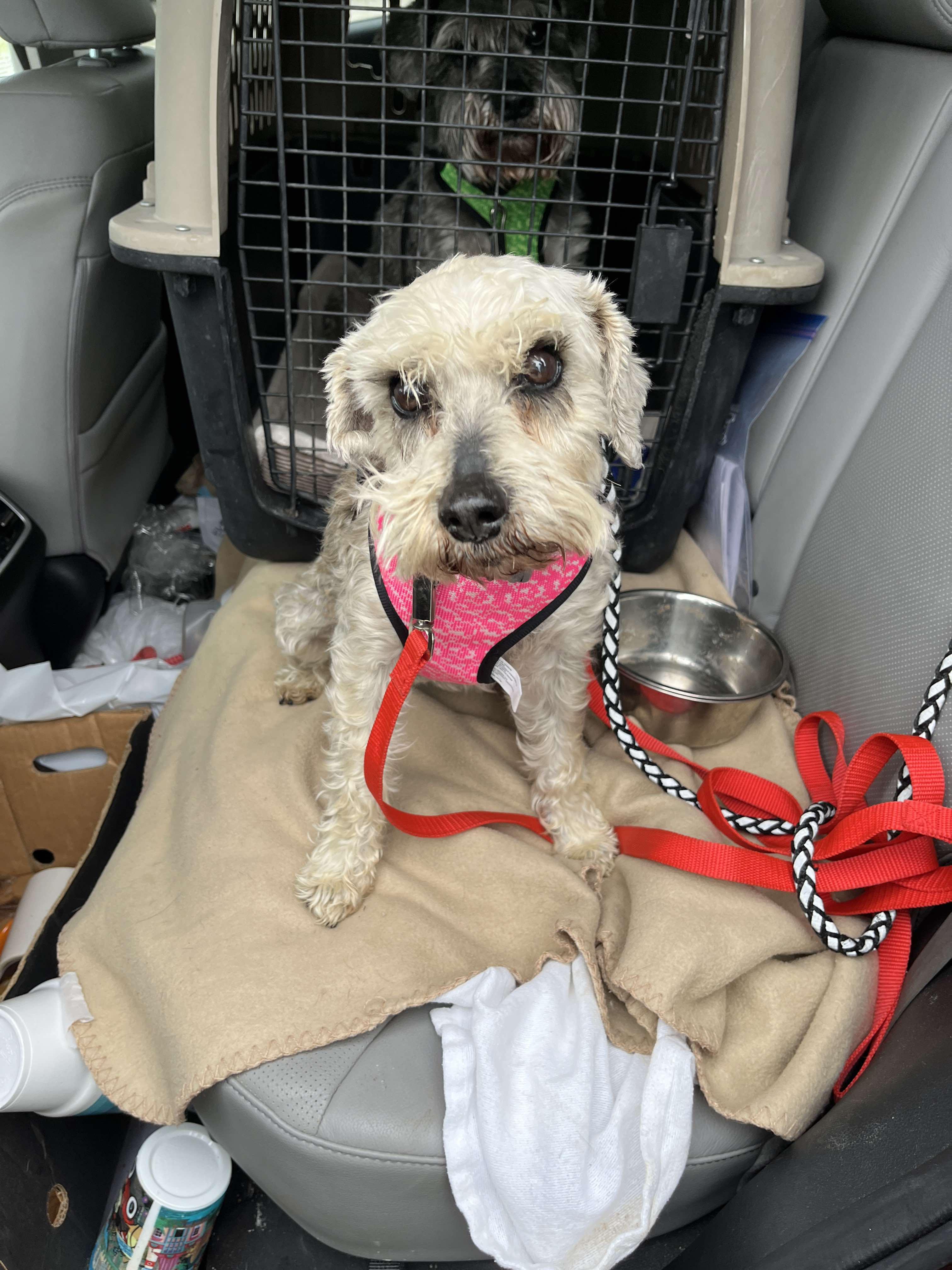 Pepper (part of bonded pair), a Adoptable Miniature Schnauzer in Homer Glen, IL image 3/5