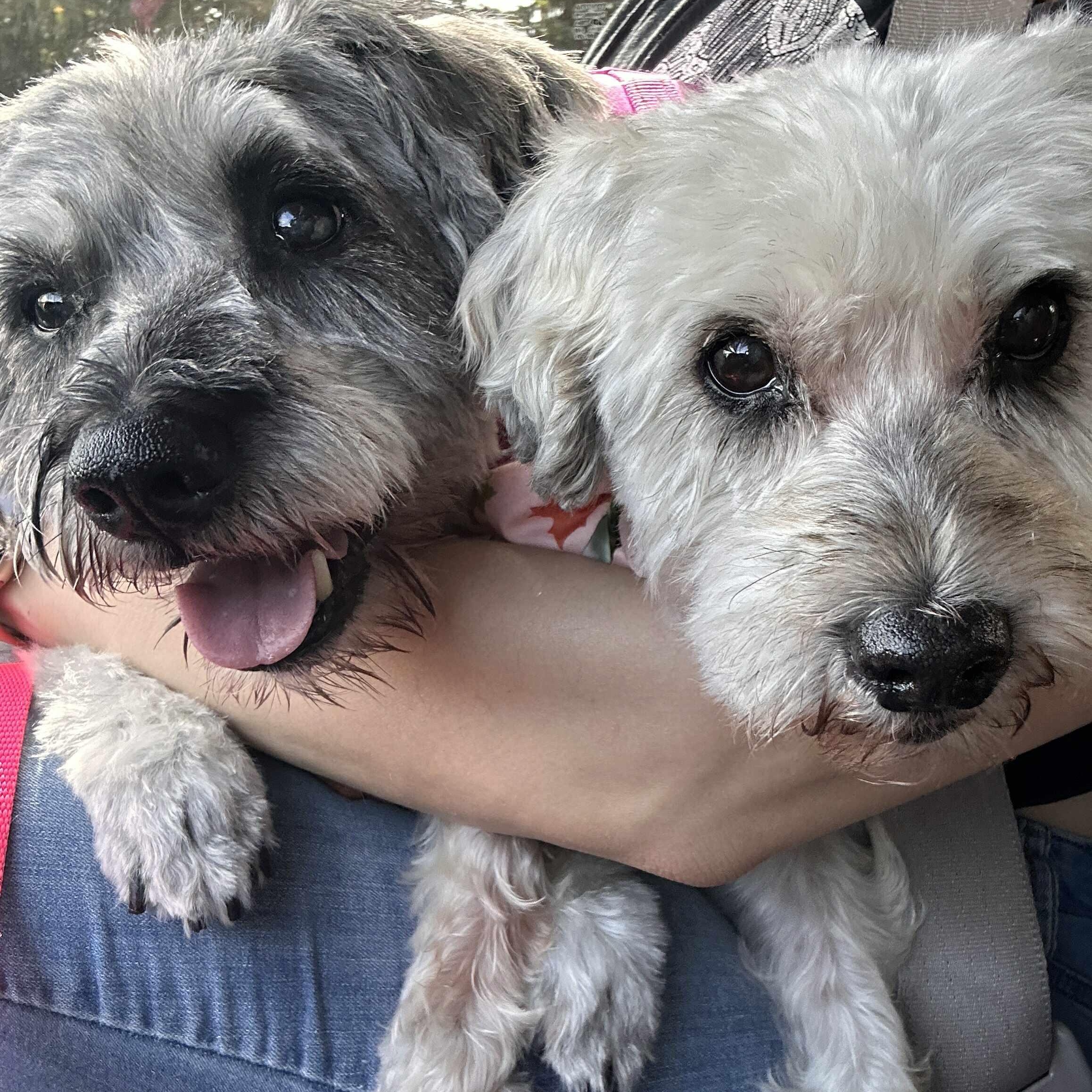 Pepper (part of bonded pair), a Adoptable Miniature Schnauzer in Homer Glen, IL image 2/5