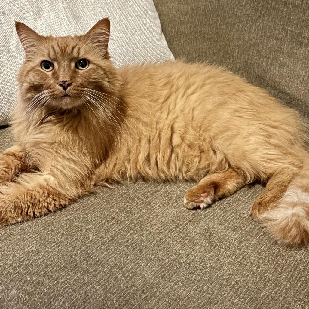 Simba, Adoptable, Senior Male Domestic Medium Hair & Domestic Medium Hair.