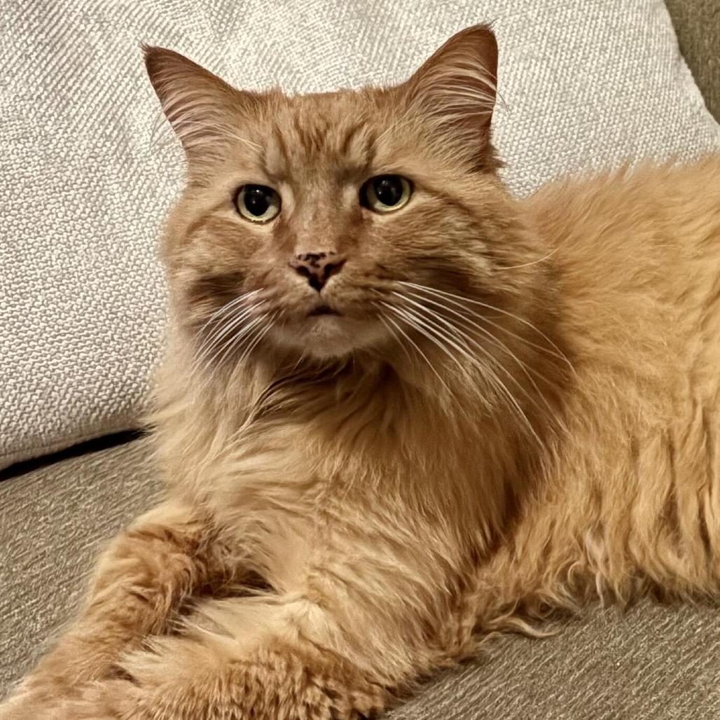 Enlarge Simba, a Adoptable mixed breed in Prosper, TX image 2/6