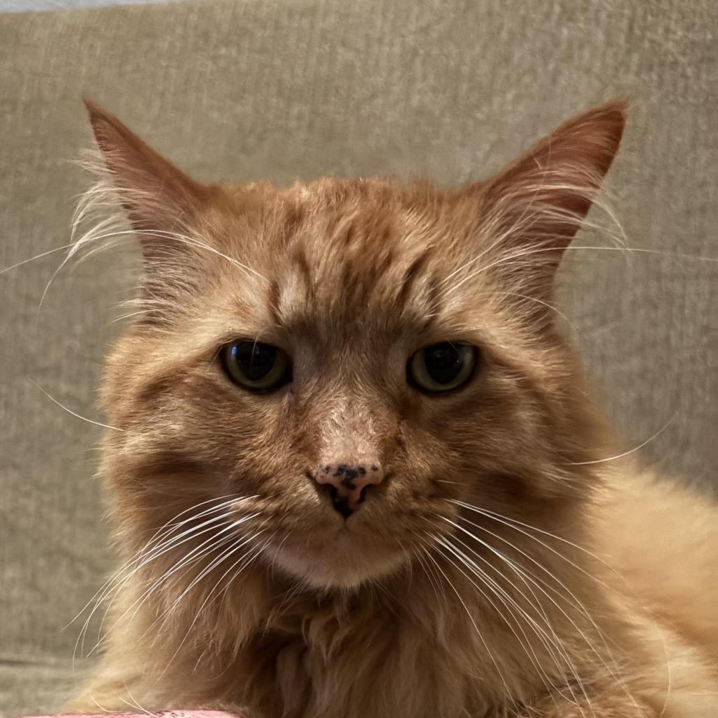 Enlarge Simba, a Adoptable mixed breed in Prosper, TX image 3/6