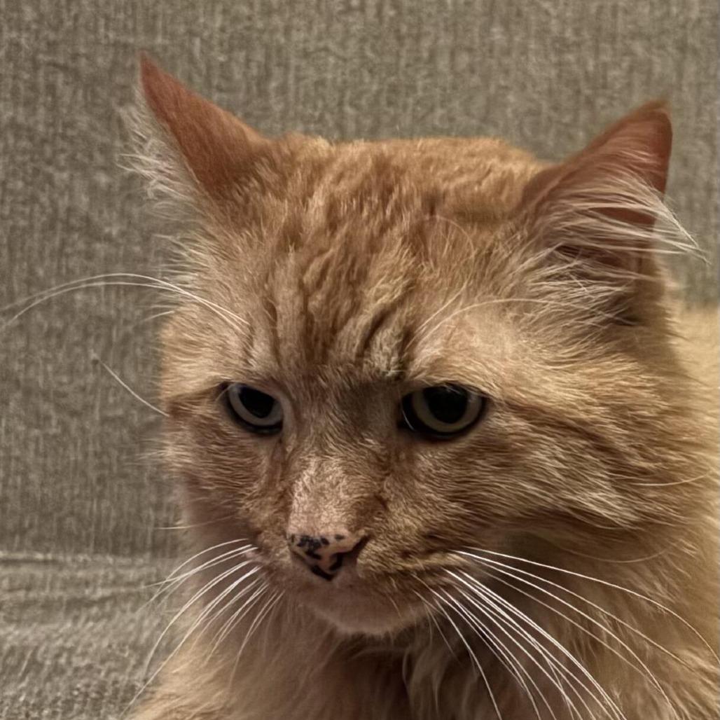 Enlarge Simba, a Adoptable mixed breed in Prosper, TX image 4/6
