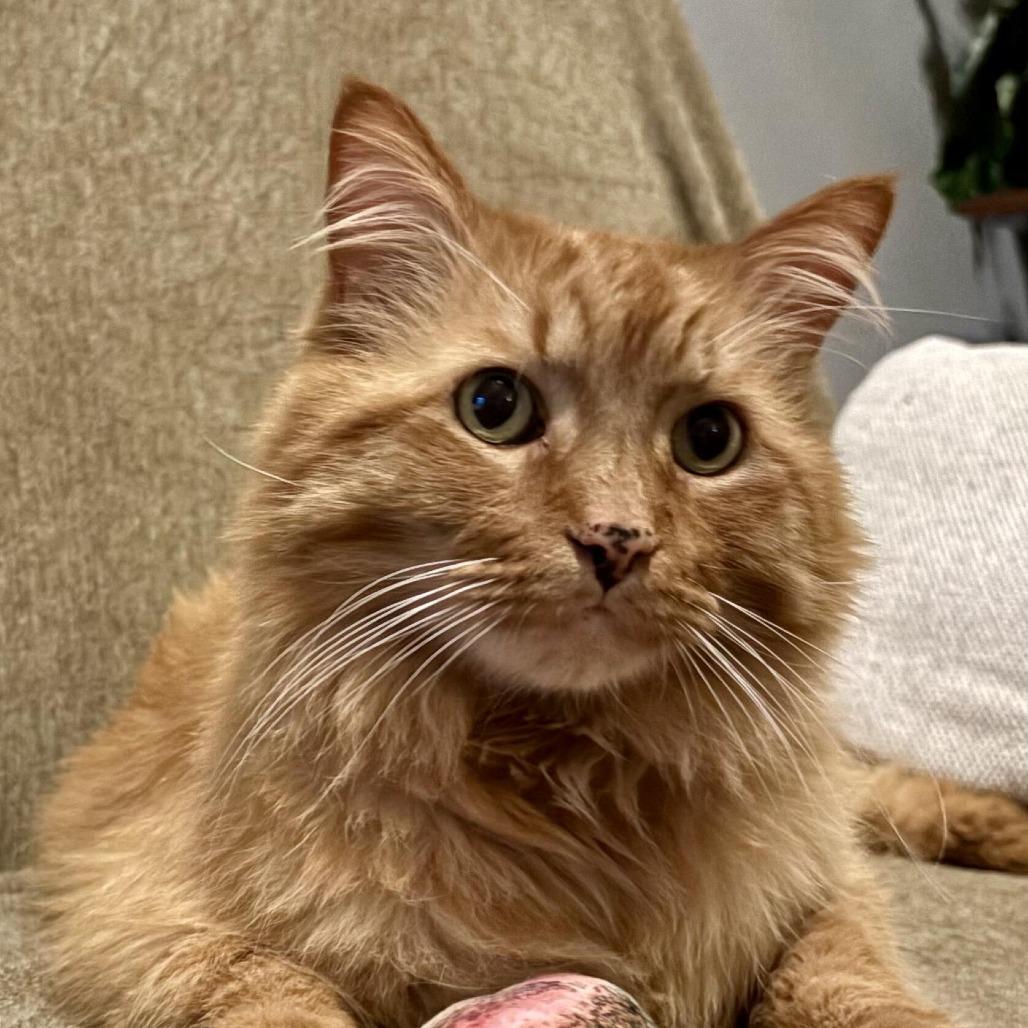 Enlarge Simba, a Adoptable mixed breed in Prosper, TX image 5/6