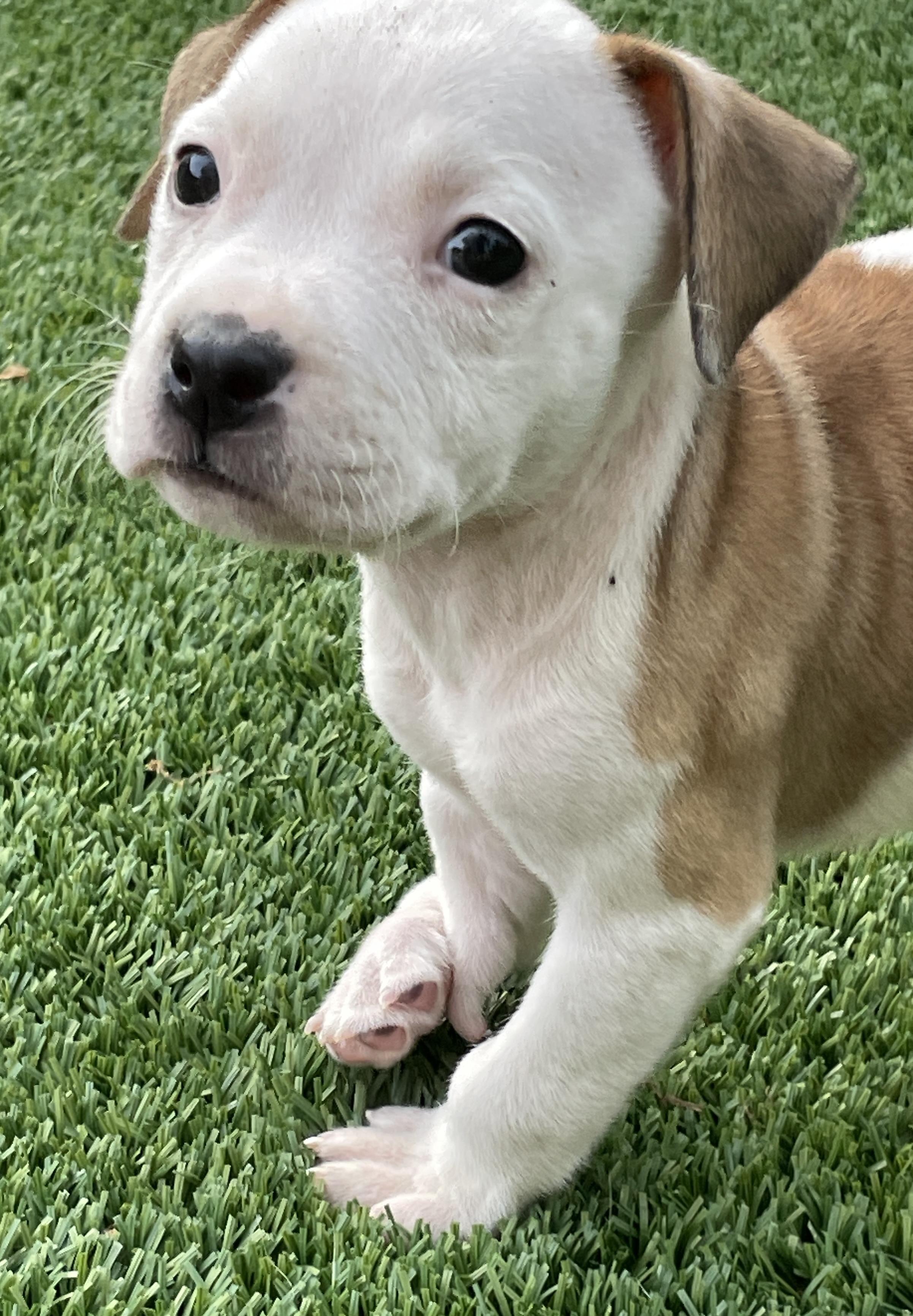 Demi, Adoptable, Puppy Female Pit Bull Terrier.