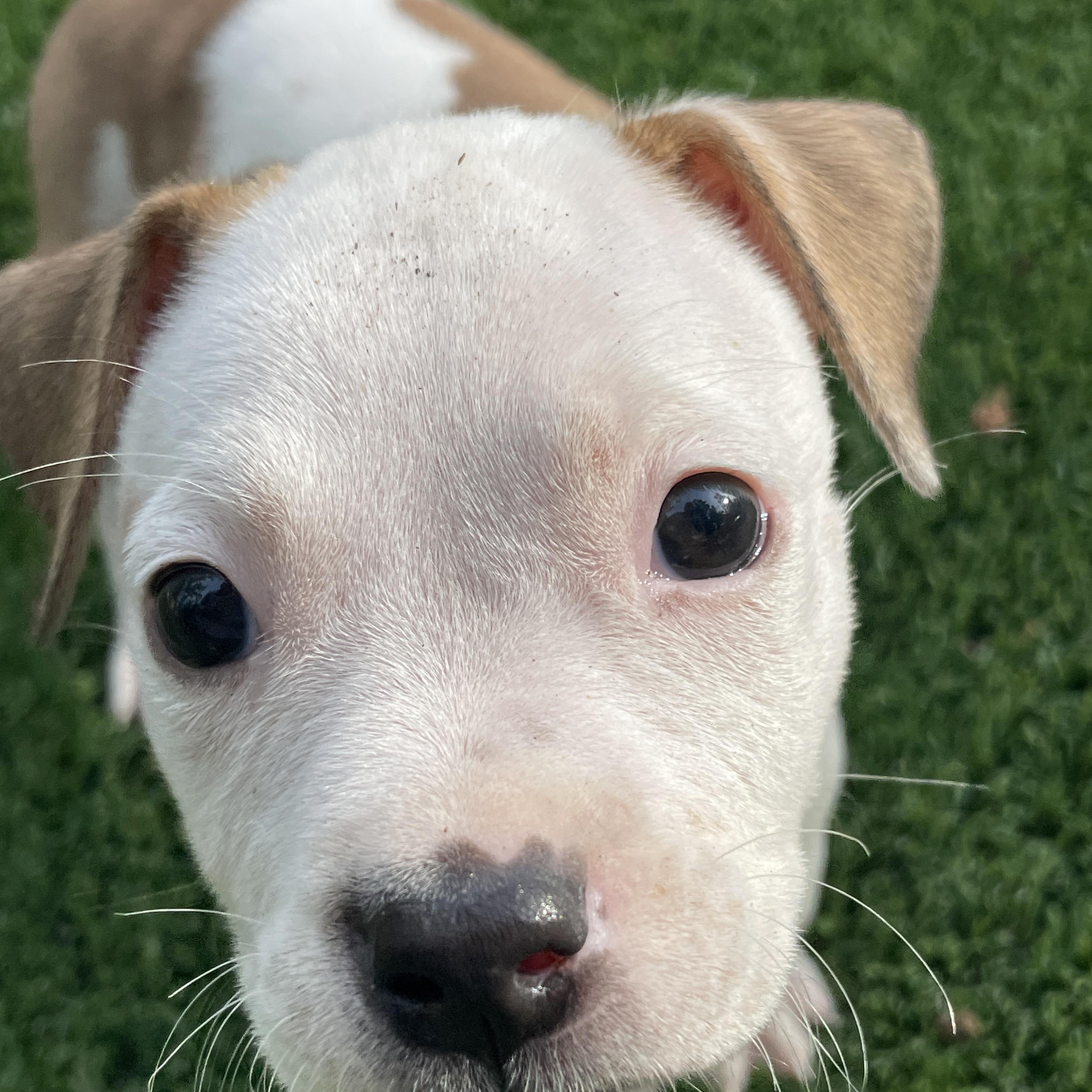 Demi, a Adoptable mixed breed in Sarasota, FL image 2/6