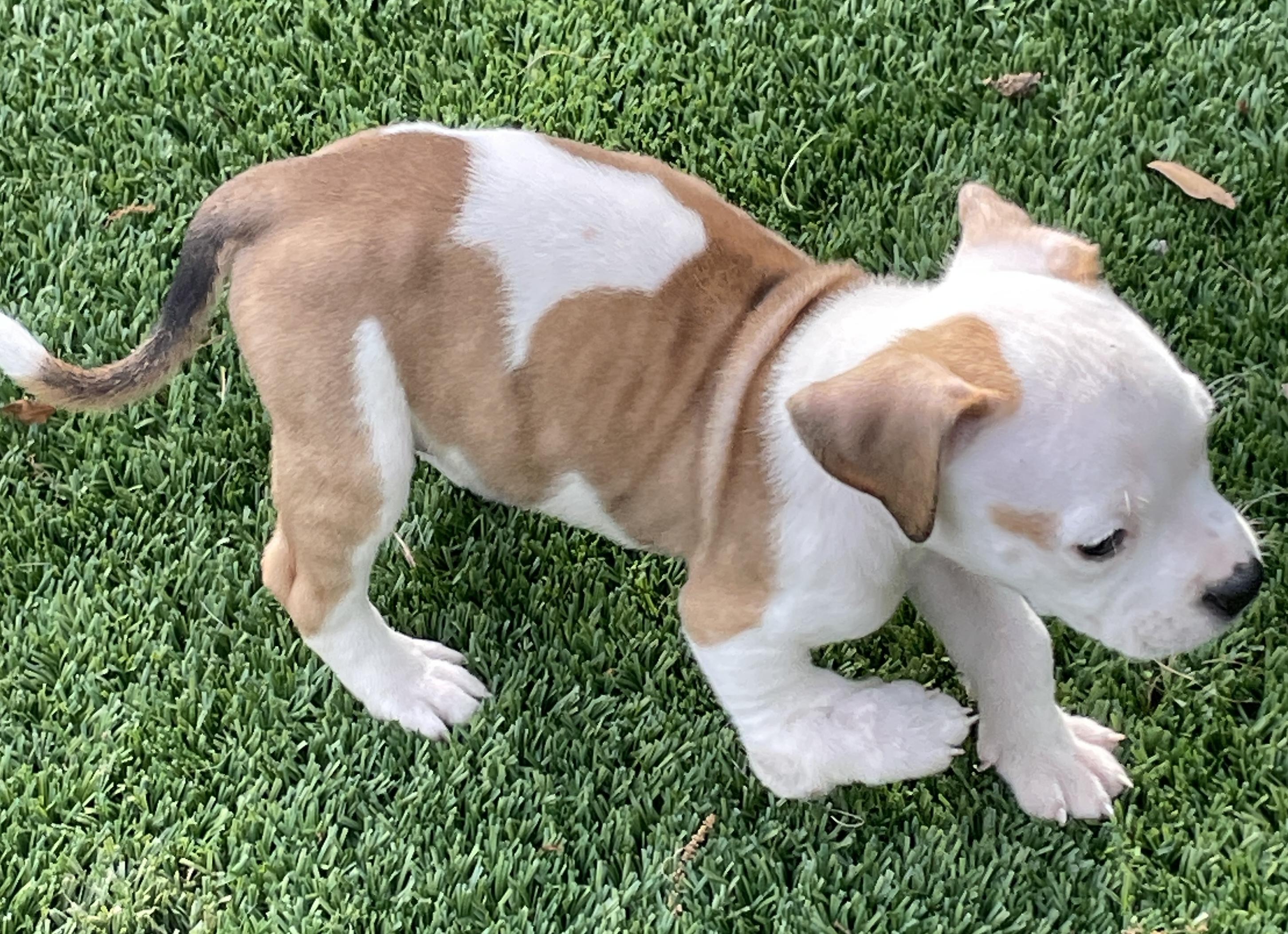 Demi, a Adoptable mixed breed in Sarasota, FL image 3/6