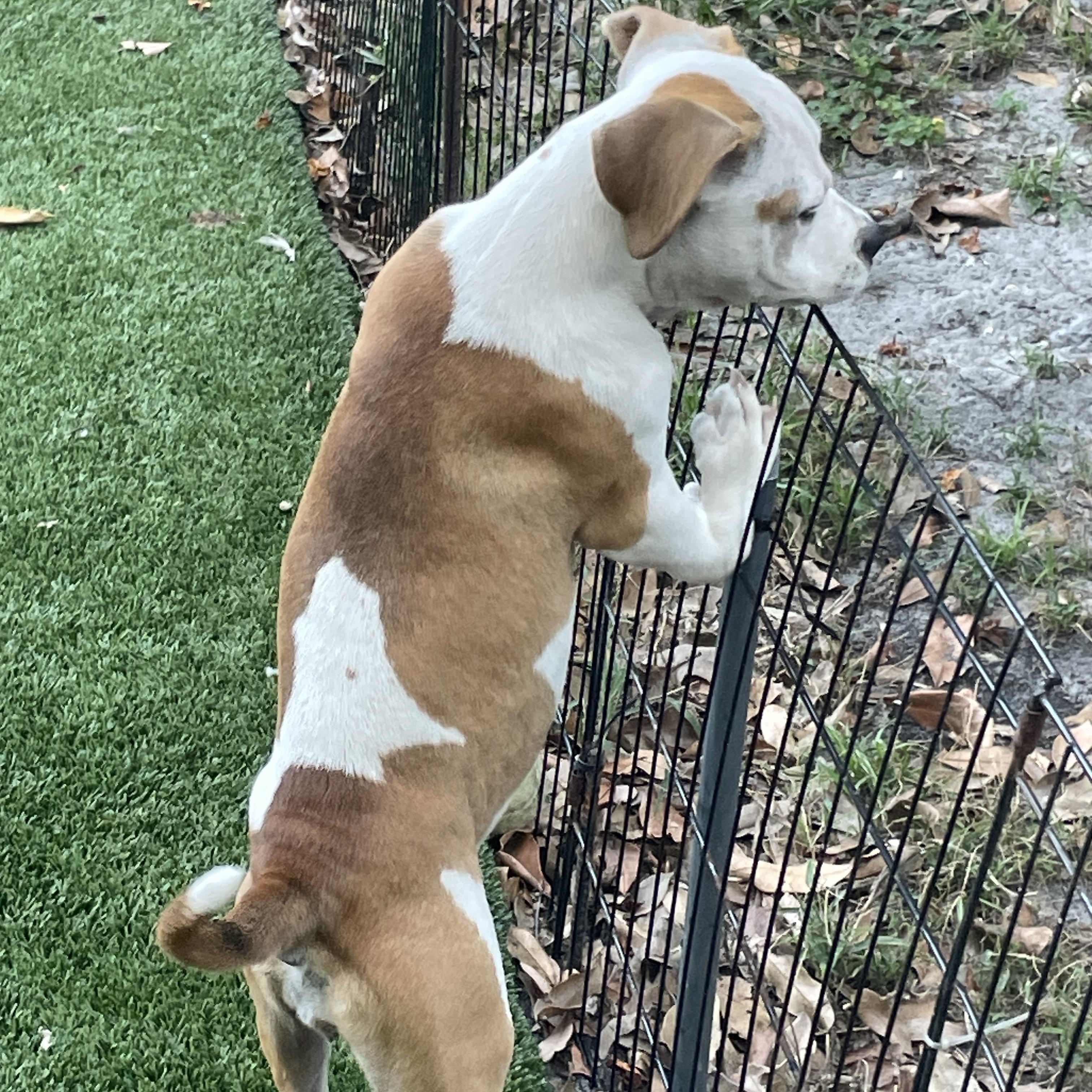 Demi, a Adoptable mixed breed in Sarasota, FL image 4/6