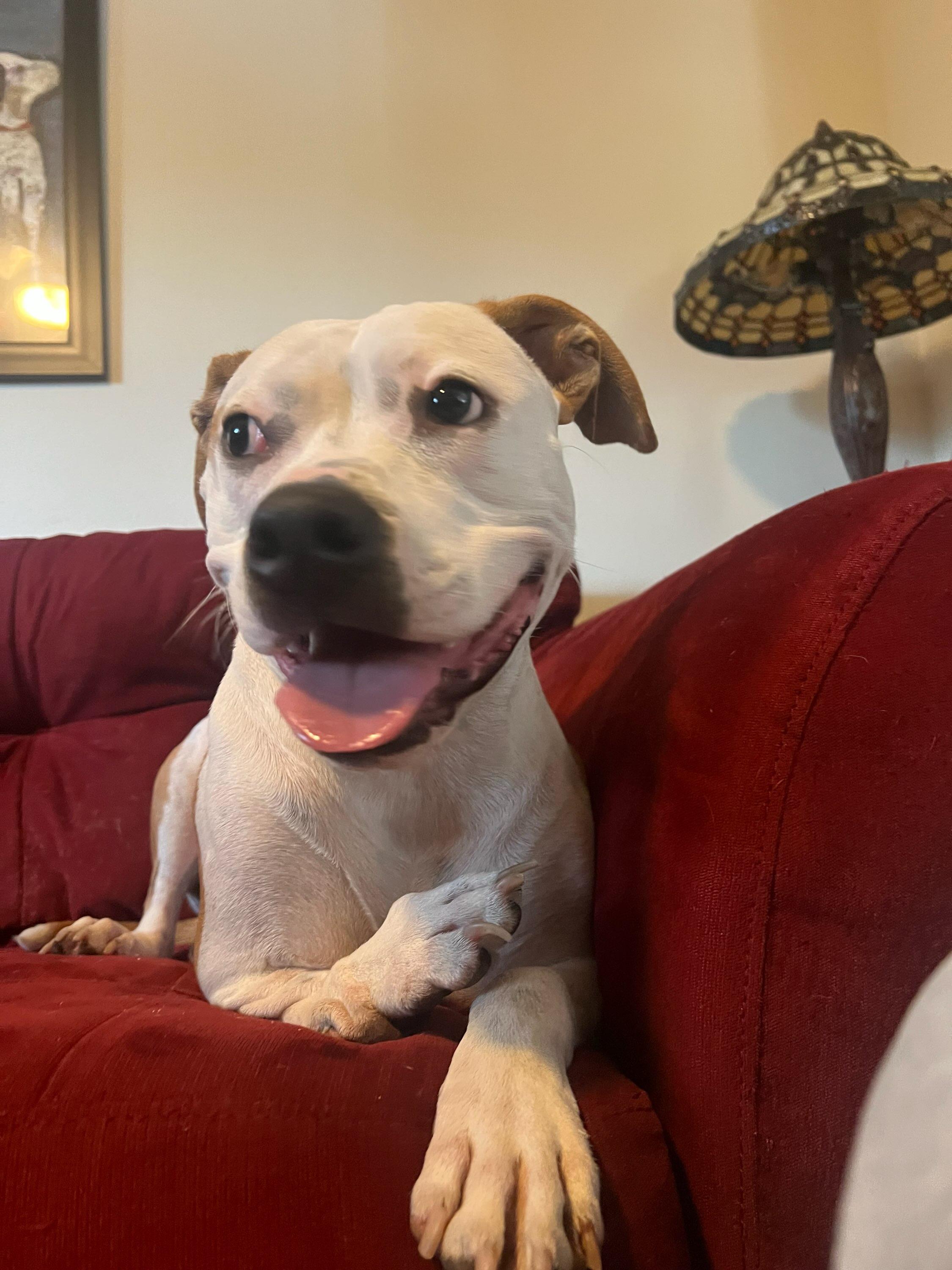 Demi, a Adoptable mixed breed in Sarasota, FL image 6/6