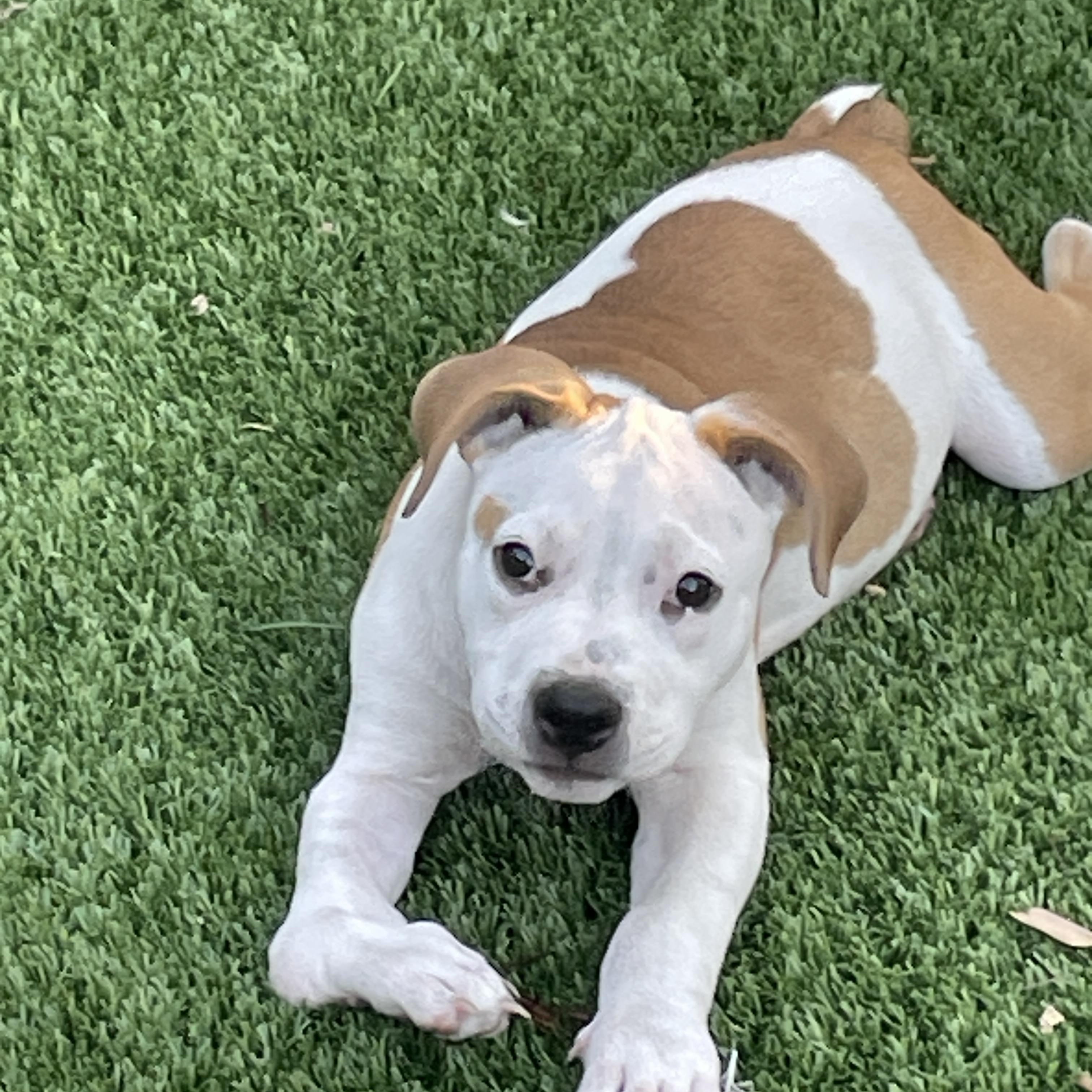 Demi, a Adoptable mixed breed in Sarasota, FL image 5/6