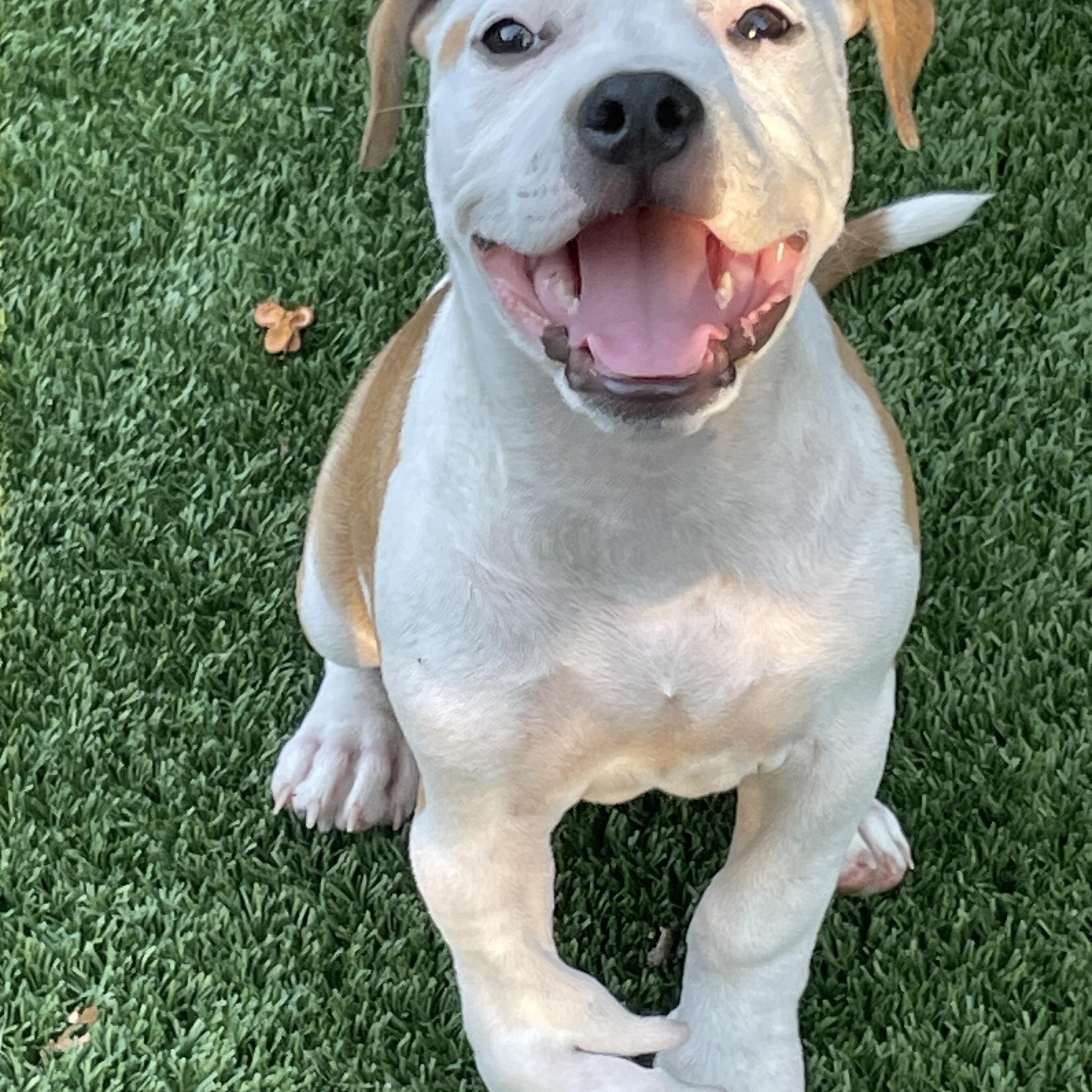 Demi, a Adoptable mixed breed in Sarasota, FL image 6/6