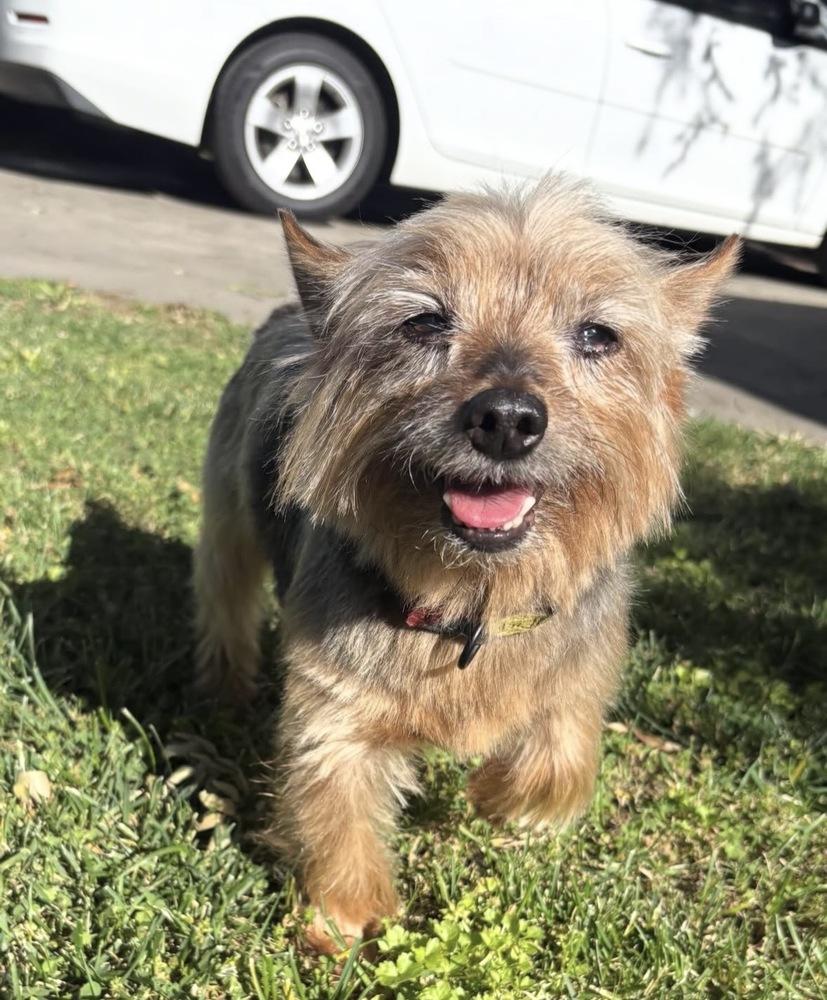 Kylo, Adoptable, Senior Male Yorkshire Terrier.