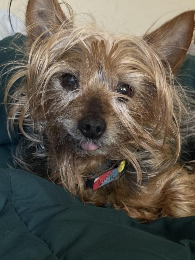Kylo, a Adoptable mixed breed in San Diego, CA image 2/2