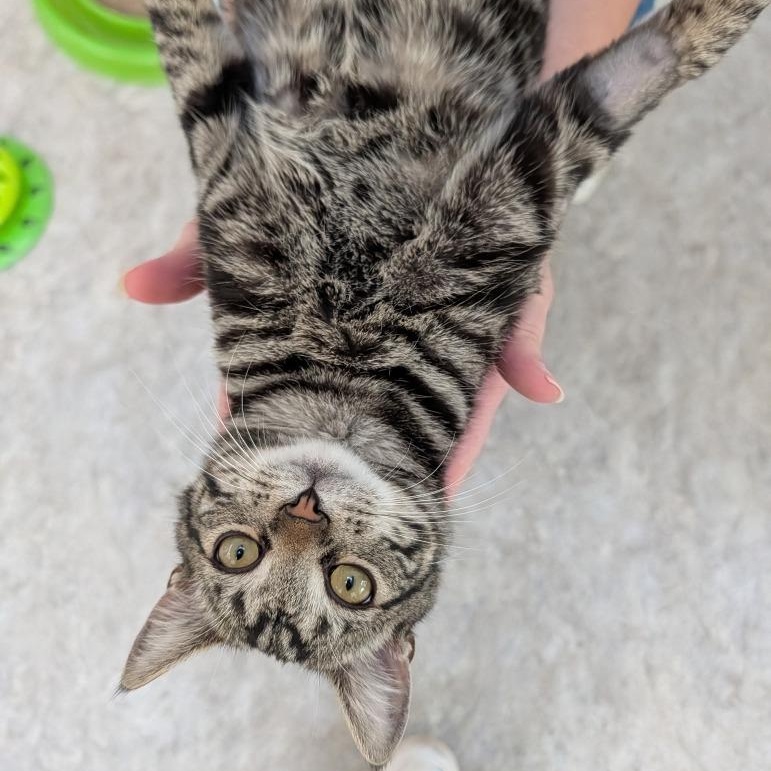 Flint, an adopted Domestic Short Hair in Waynesville, NC image 4/5