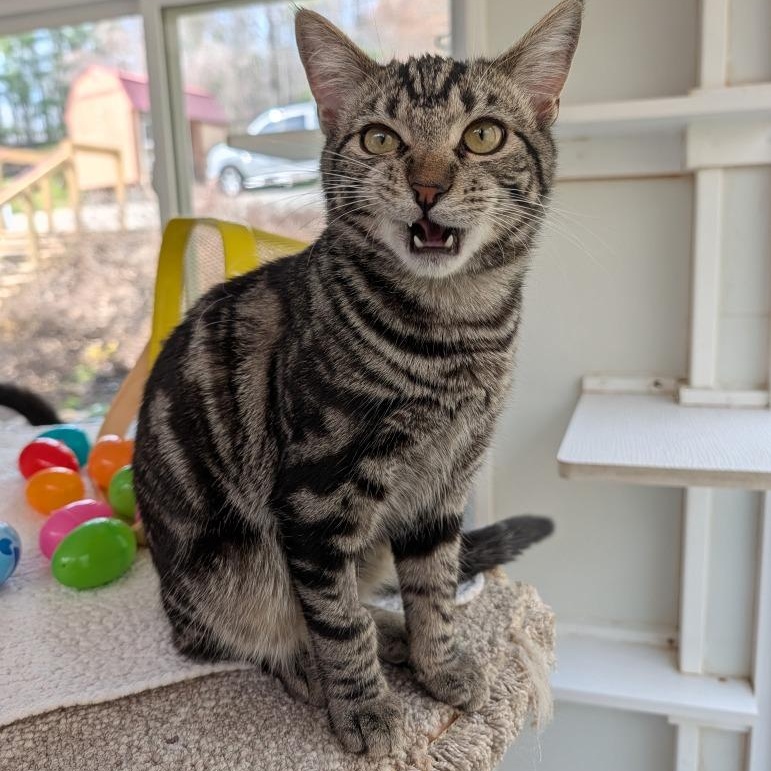 Flint, an adopted Domestic Short Hair in Waynesville, NC image 2/5
