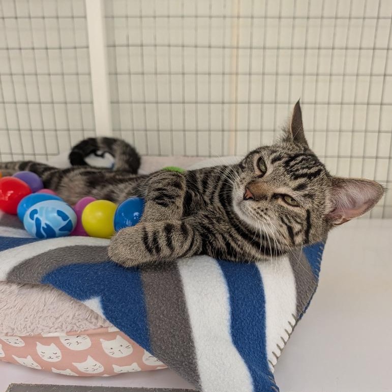 Flint, an adopted Domestic Short Hair in Waynesville, NC image 3/5
