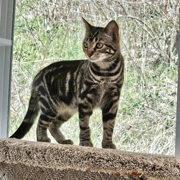 Flint, adopted, Kitten Male Domestic Short Hair.