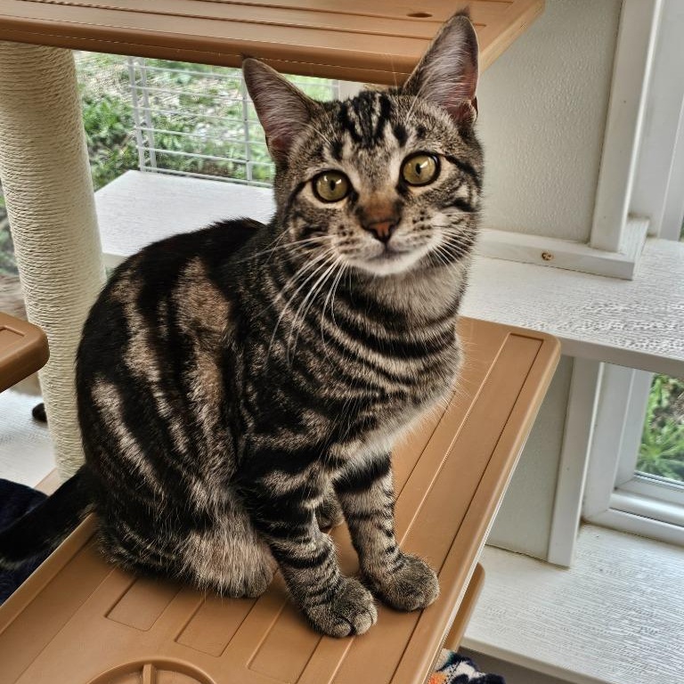 Flint, an adopted Domestic Short Hair in Waynesville, NC image 5/5
