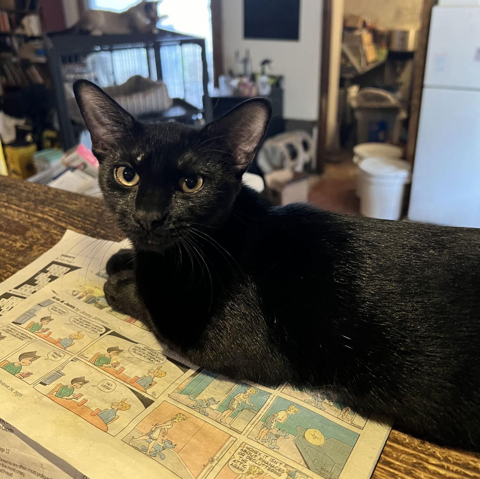 Onyx, Adoptable, Young Female Domestic Short Hair.