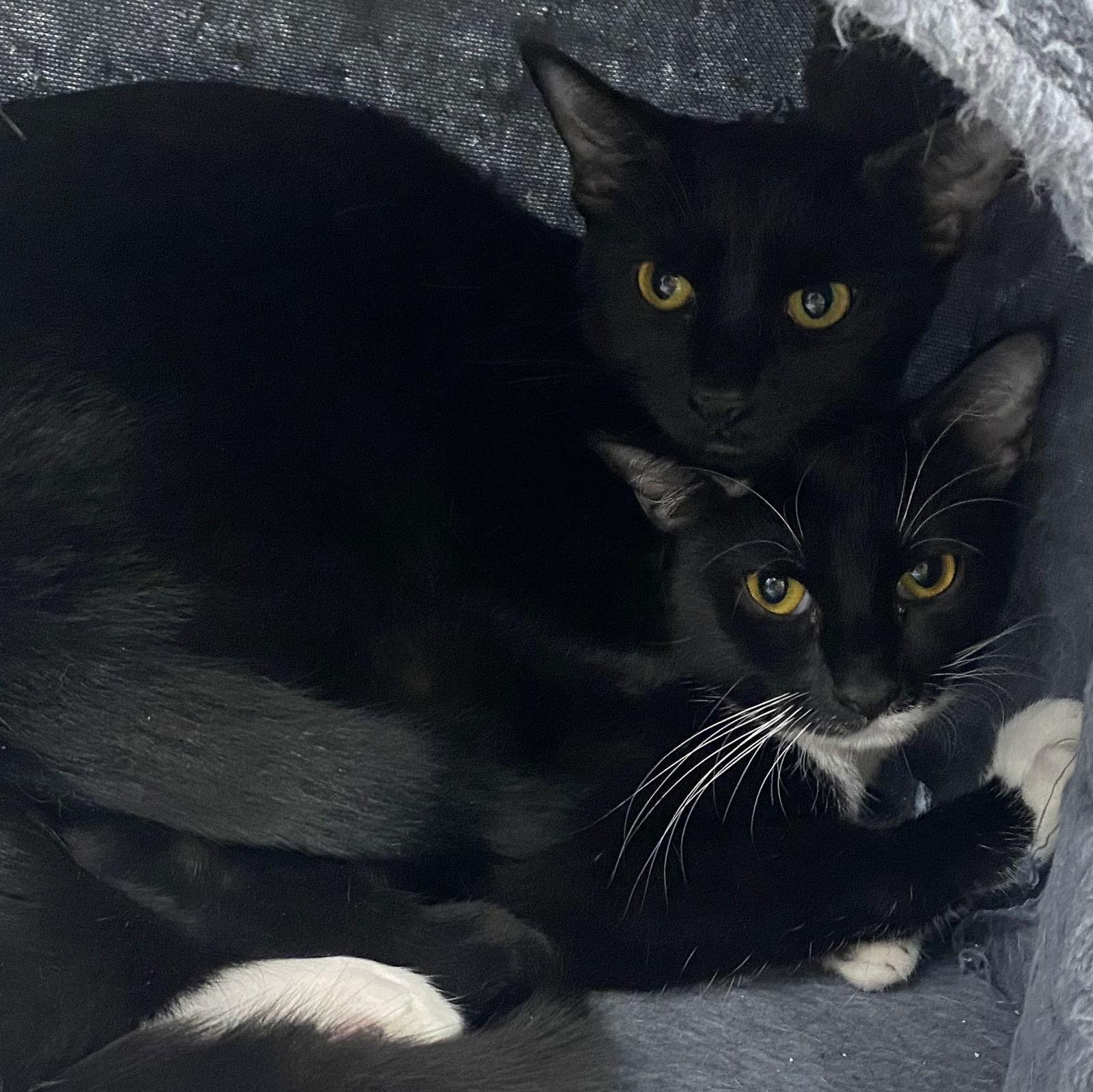 Enlarge Onyx, a Adoptable Domestic Short Hair in Tampa, FL image 2/3