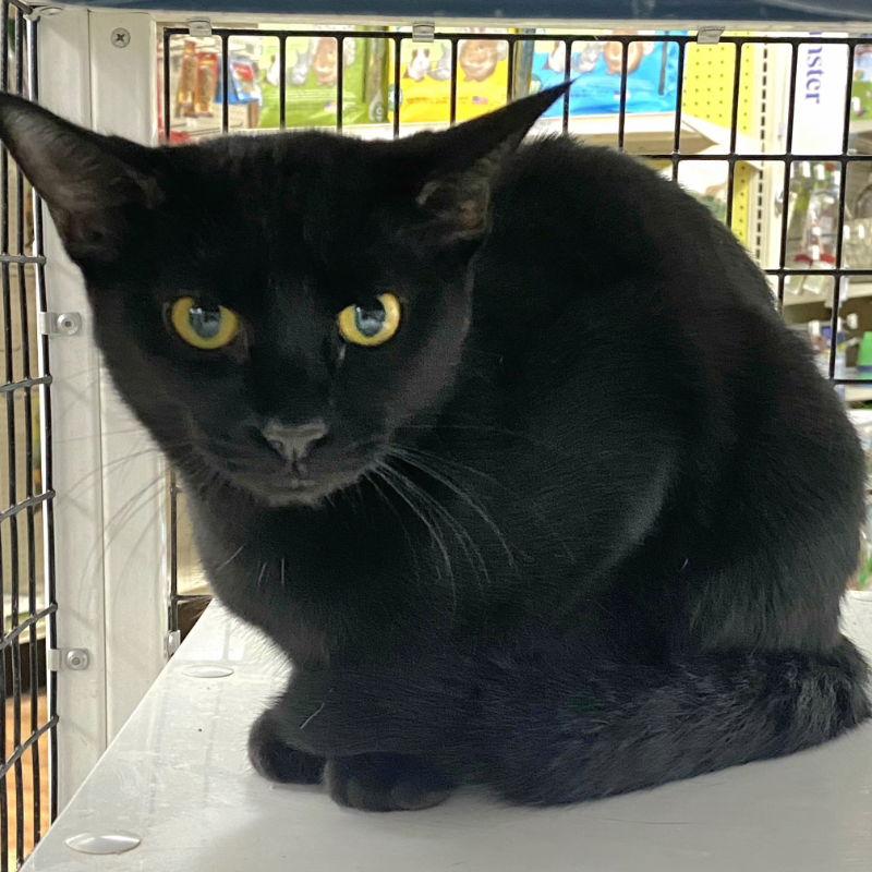 Enlarge Onyx, a Adoptable Domestic Short Hair in Tampa, FL image 3/3