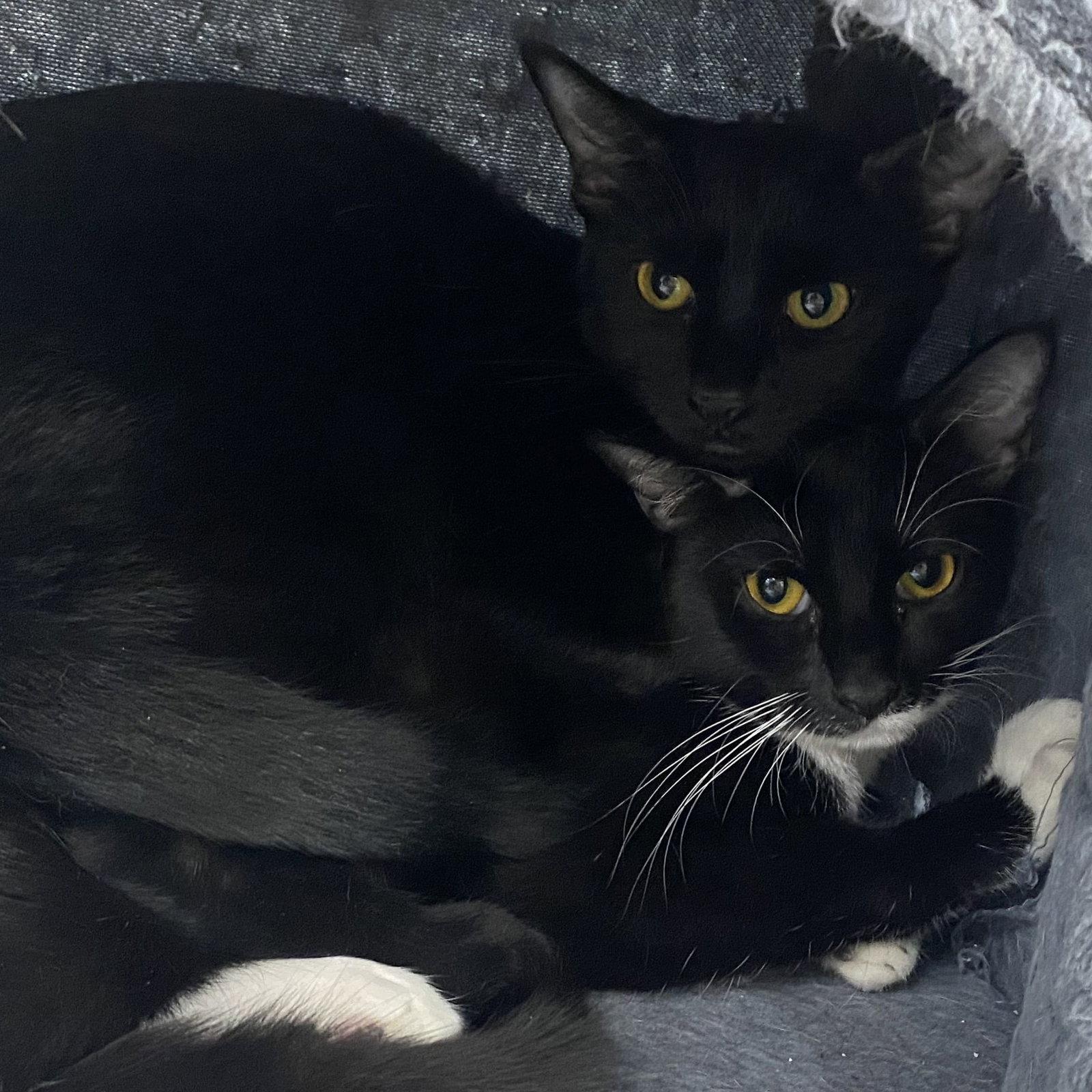 Enlarge Onyx, a Adoptable Domestic Short Hair in Tampa, FL image 3/3