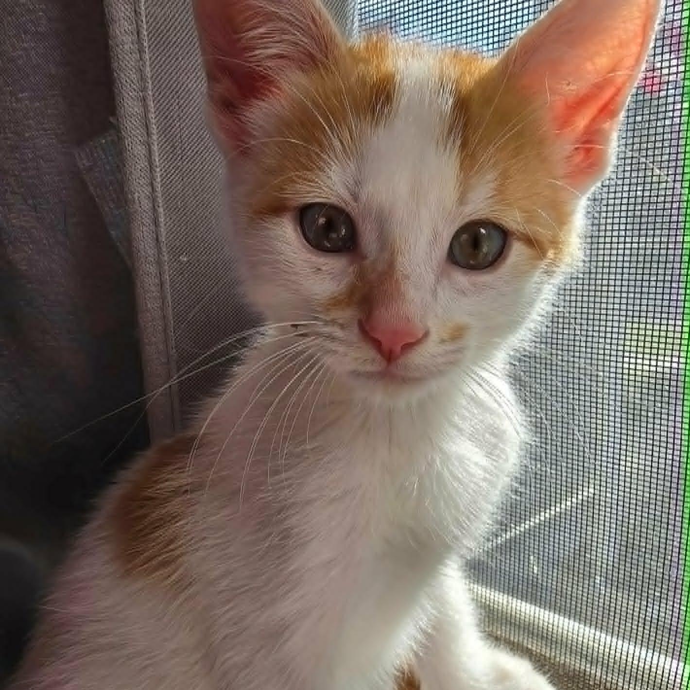Fred, a ADOPTABLE Domestic Short Hair in Watertown, WI image 1/2