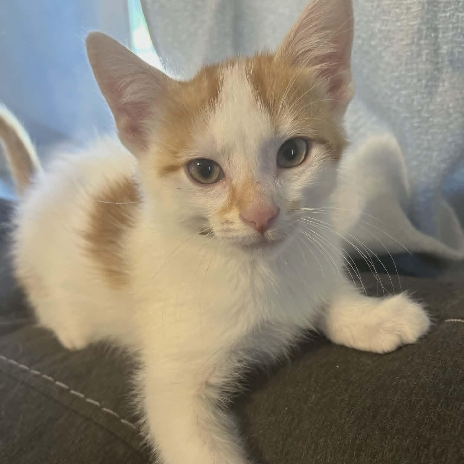 Fred, a ADOPTABLE Domestic Short Hair in Watertown, WI image 2/2