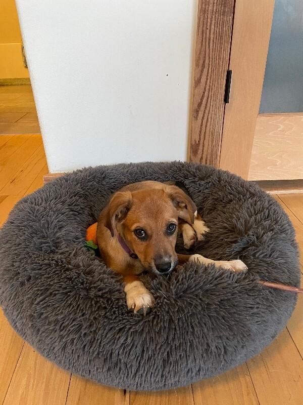 Luke, Adoptable, Puppy Male Cattle Dog & Mixed Breed.