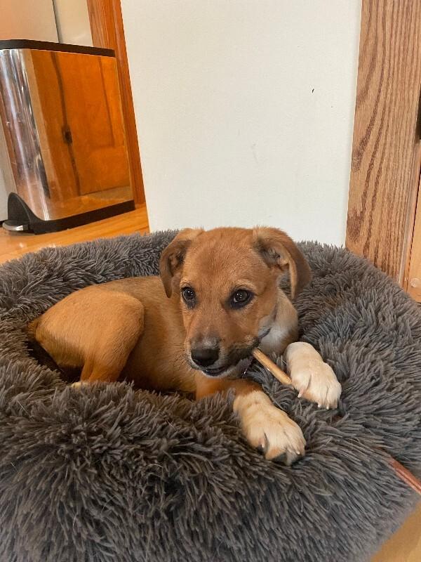 Enlarge Luke, a Adoptable mixed breed in Fort Collins, CO image 2/6