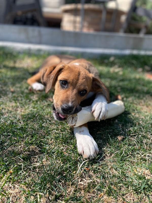 Luke, Adoptable, Puppy Male Cattle Dog & Mixed Breed.